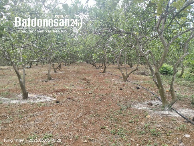 Quỹ Đất Trang Trại Quy Mô Lớn – Sơn Tây – Phù Hợp Farm & Nghỉ Dưỡng 3.6 ha.