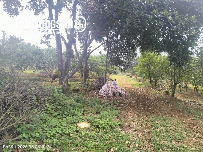 Quỹ Đất Trang Trại Quy Mô Lớn – Sơn Tây – Phù Hợp Farm & Nghỉ Dưỡng 3.6 ha.