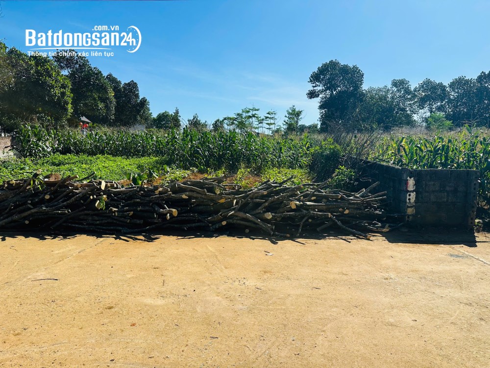 Đất nền 126m² – Sát cụm trường Đại học tại Phú Cát – Giá chỉ hơn 3 tỷ.