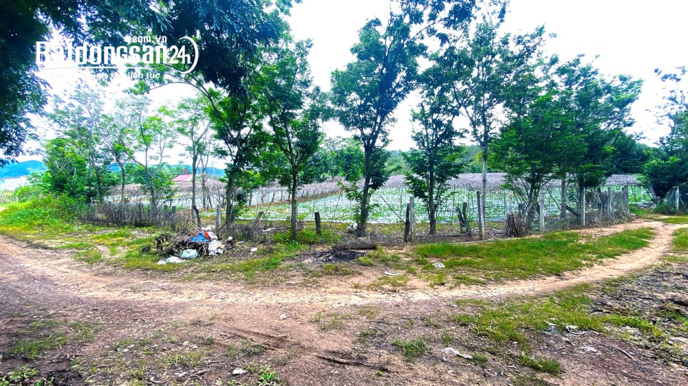 Bán đất 1.1 ha tại sông Pré, Phú Hội, Đức Trọng, Lâm Đồng – Giá 8 tỷ.