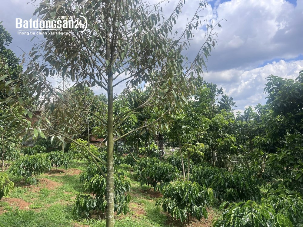 Bán đất 4.800m², 800m² thổ cư, Tỉnh lộ 725, Nam Ban, Lâm Hà, Lâm Đồng.