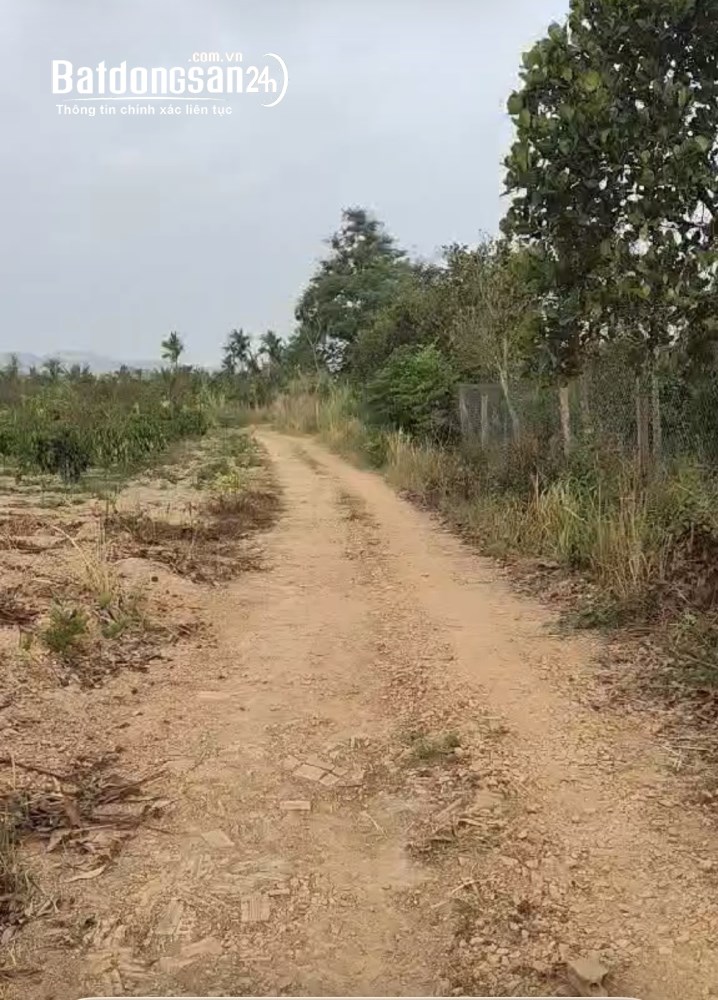 Đất rẫy 4,5 sào đang trồng cà phê - Krông Pắc, Đắk Lắk - Giá chỉ 1,17 tỷ.