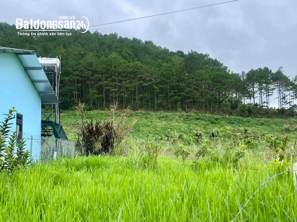 Cơ hội đầu tư bất động sản tại Nam Ban - Lâm Hà - Lâm Đồng, 335m², thổ cư cao - vị trí đắc địa.