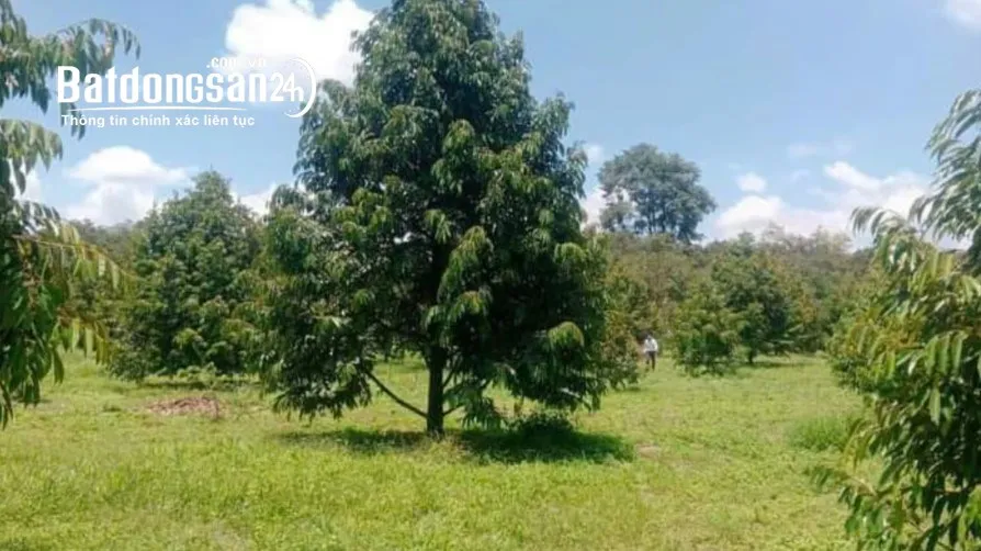 Vườn sầu riêng An Linh, Phú Giáo, TP. HCM, 4523m2, TC sẵn, đang cho thu hoạch.