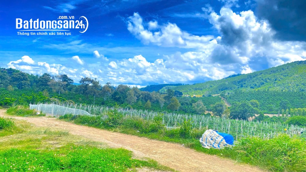 Bán đất trang trại Phú Hội, Đức Trọng, Lâm Đồng, diện tích 1,3 ha, giá 3,5 tỷ.