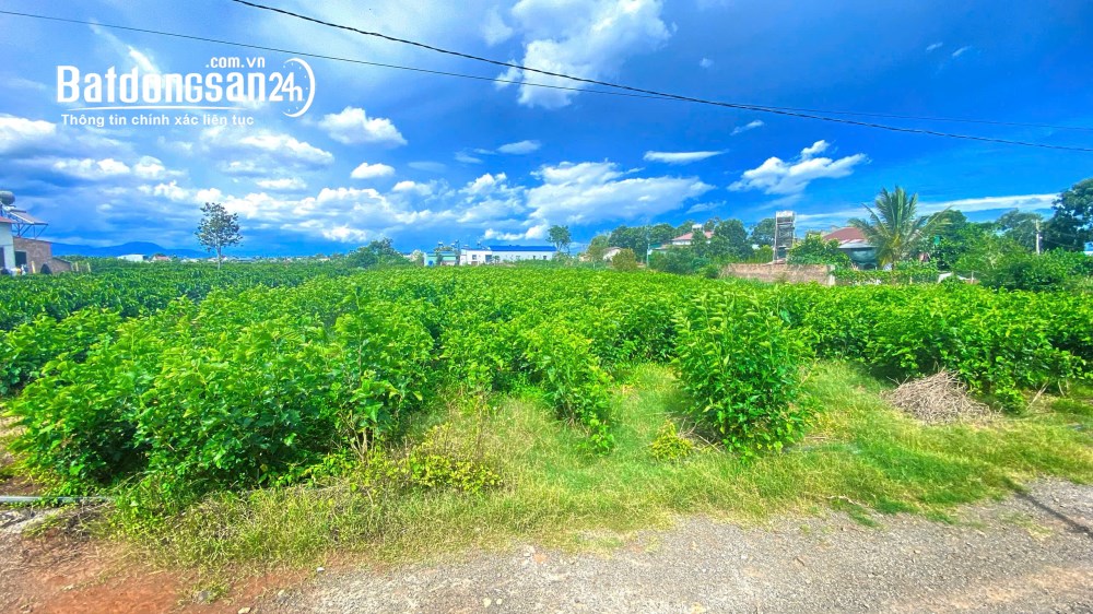 Đất 2.700m² (có 200m² thổ cư) tại Tân Hội, Lâm Đồng – Giá 3.3 tỷ – Hẻm thông ra ĐT724.