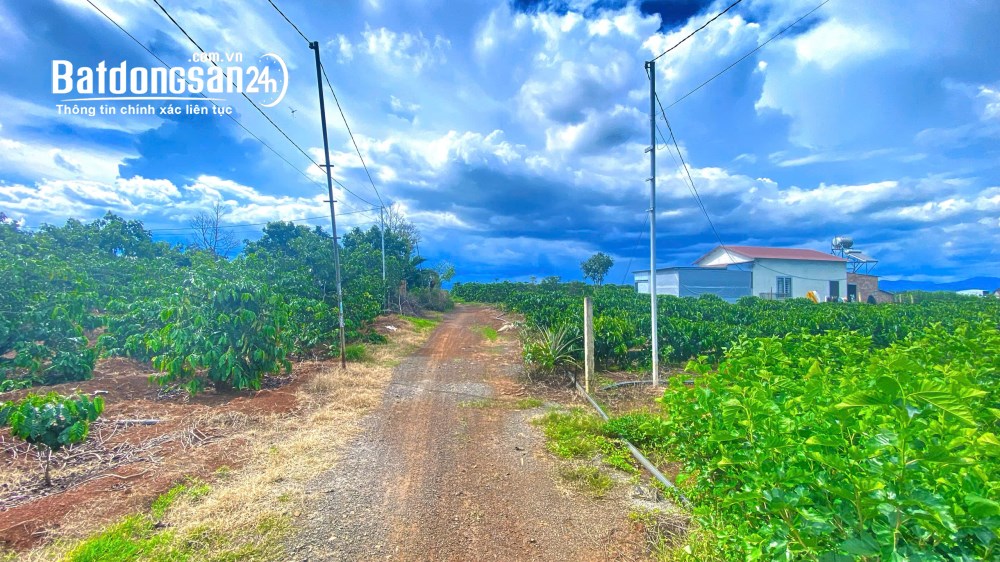 Đất 2.700m² (có 200m² thổ cư) tại Tân Hội, Lâm Đồng – Giá 3.3 tỷ – Hẻm thông ra ĐT724.