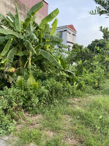 Bán lô đất 142m2 tại đường Kim Hồ, Thuận An, Hà Nội – Vị trí đắc địa – Giá 7,3 tỷ.