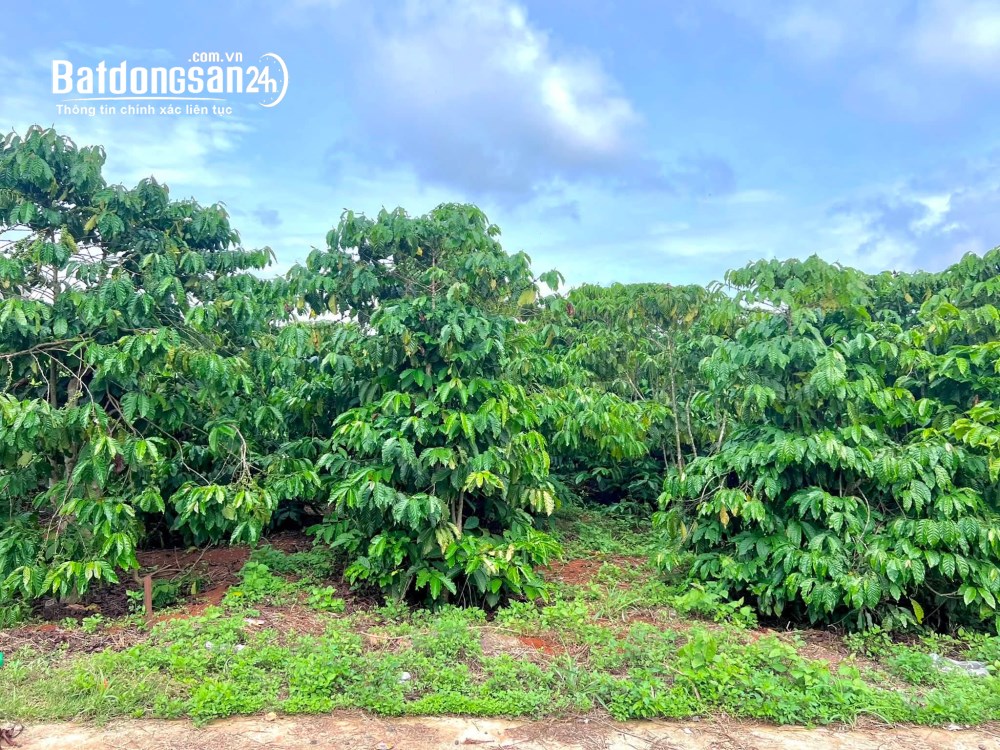 Đất nghỉ dưỡng ven Đà Lạt 308m², sổ hồng riêng, mặt tiền 10m.