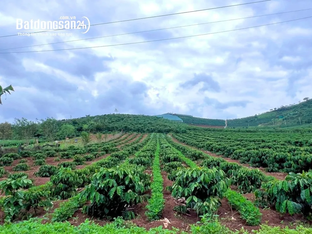 Đất ven Đà Lạt 1.001m², mặt tiền 11m, thổ cư 200m², giá tốt.