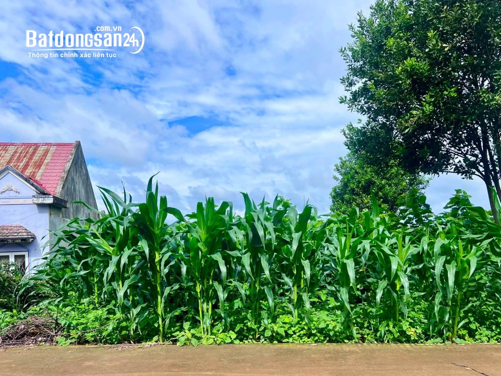 Bán đất ven Đà Lạt 520m², mặt tiền 14m, nở hậu 15m, phù hợp nghỉ dưỡng.