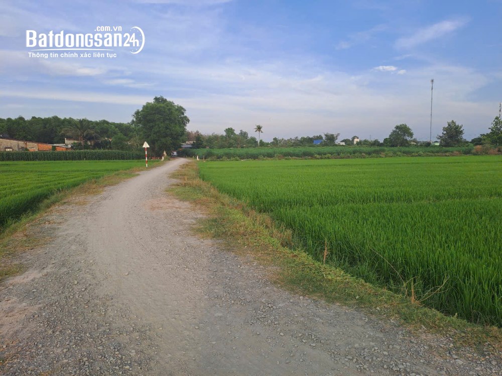 Bán đất vườn Phước Thạnh, Gò Dầu, 1.015m² có 200m² thổ cư, giá 1,7 tỷ.