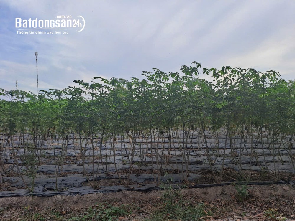 Bán đất vườn Phước Thạnh, Gò Dầu, 1.015m² có 200m² thổ cư, giá 1,7 tỷ.