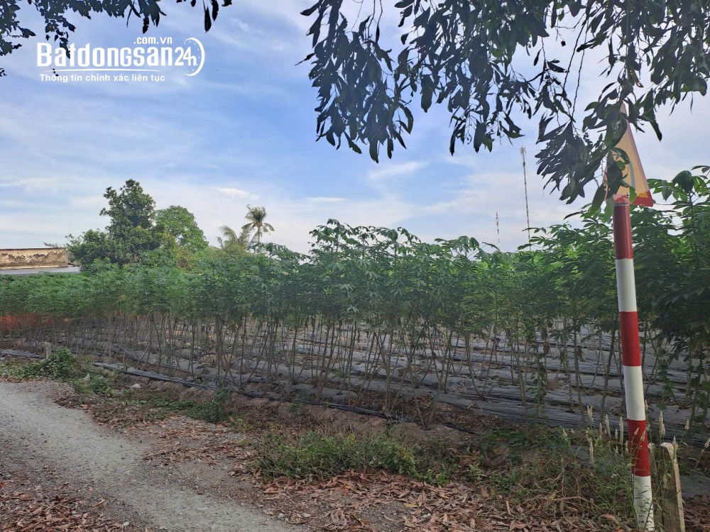 Bán đất vườn Phước Thạnh, Gò Dầu, 1.015m² có 200m² thổ cư, giá 1,7 tỷ.